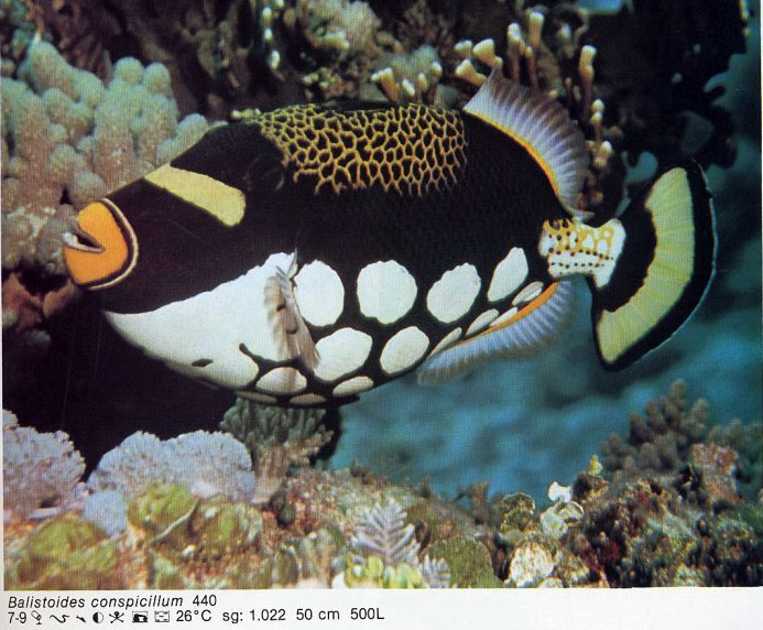 Balistoides conspicillum